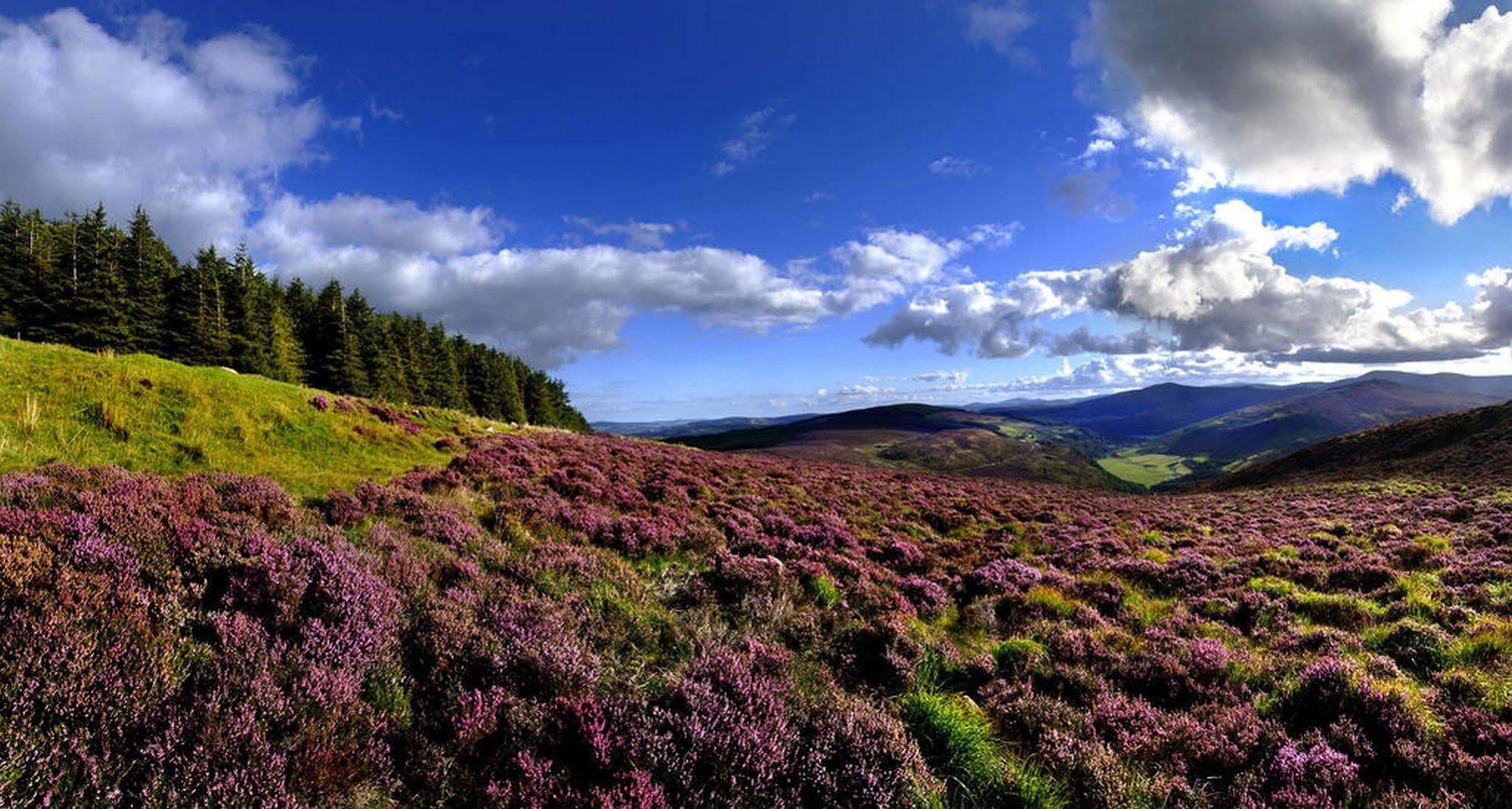 Druids Glen Resort Newtown Mount Kennedy المظهر الخارجي الصورة